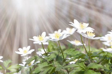 Naklejka na ściany i meble glade with white spring flowers and sun rays