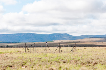 Fototapeta premium Monitoring plot in the Mountain Zebra National Park