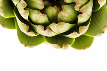 Fresh artichoke, macro shot on white with copy-space