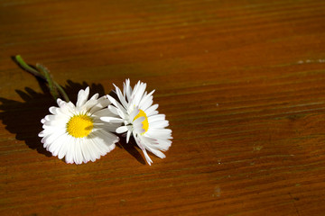 Gänseblümchen