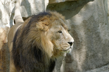 Big majestic lion
