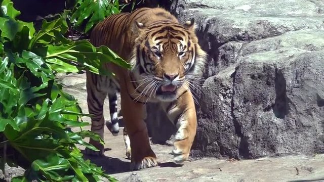 Sumatran Tiger (Panthera tigris sumatrae) walks.  Sumatran tigers are diagnostically distinct from mainland populations.