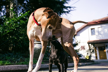 Big dog vs. Small dog 