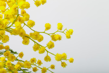 Fototapeta na wymiar Fresh spring mimosa close up. Shallow depth of field. Selective