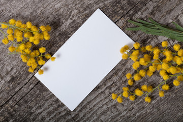 Fresh spring mimosa close up with white business card on old gra