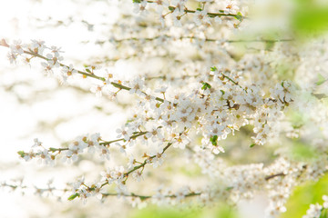 Spring border background with white blossom