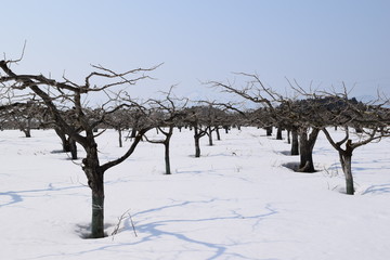 Fototapeta na wymiar 柿の木の冬／雪の中で春が来るのをじっと待っている柿の木を撮影した写真です。