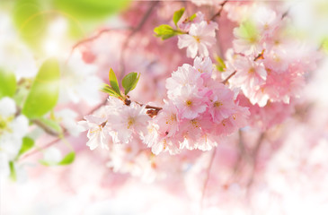 Naklejka premium Spring border background with pink blossom