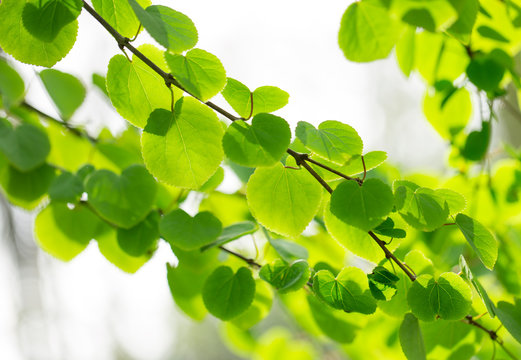 Fresh green background with leaves.