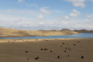 Grazing Yaks at Tulpar Lake in South Kyrgyzstan