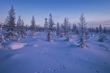 Stunning picture of snowy landscape in winter - winter wonderland
