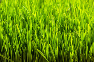 Fototapeta na wymiar Green wheat sprouts