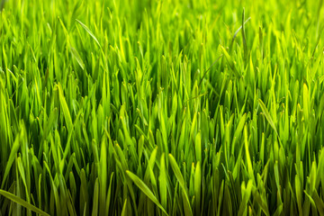 Obraz premium Green wheat sprouts