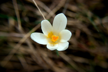 The Crocus , first spring flower after snow 