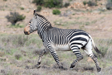 Fototapeta na wymiar Running mountain zebra