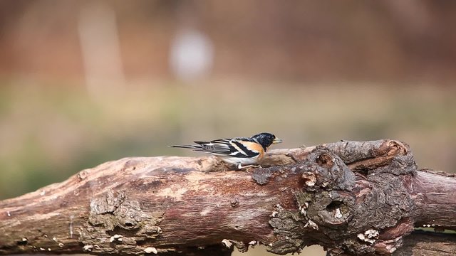 peppola mangia graniglie