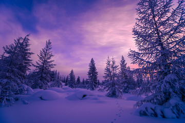 Winter landscape with forest, cloudy sky and sunset 