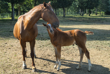 Horses, mother and son