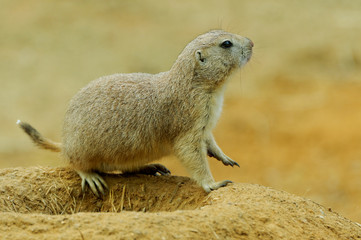 Marmot burrows on the edge