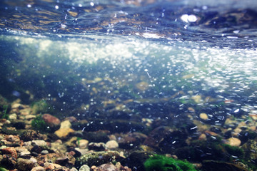 Fototapeta na wymiar underwater scenery, algae, clean clear water, mountain river cleanliness
