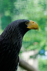 Detail of eagle