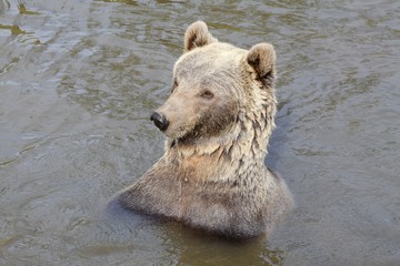 Obraz premium Brown bear in the water