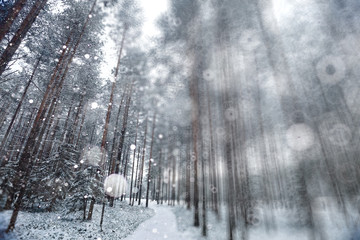blurred background winter forest snowfall