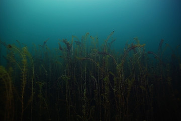 Naklejka na ściany i meble Underwater World on the lake, reeds and clear water