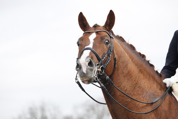 Horse With curb bit