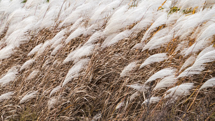 Fudo stream and the red bridge at Mount Nakano-Momiji
