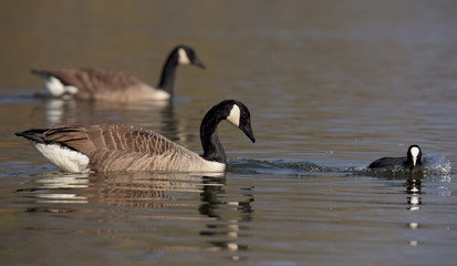 Canada Goose, Branta canadensis