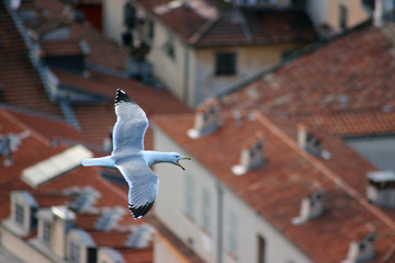 Fototapeta premium Flying Seagull Bird with Open Beak
