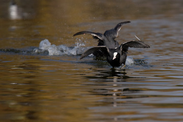 Eurasian Coot, Coot, Fulica atra