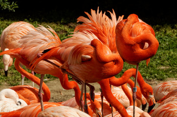 Large numbers of flamingoes
