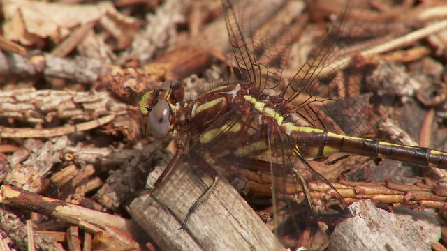 Ashy Clubtail (Gomphus lividus) Dragonfly - Male 3
