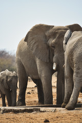 Elefanten Herde