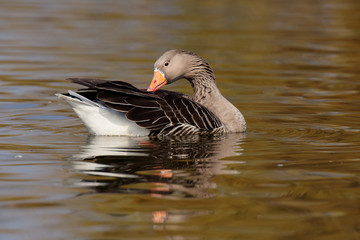 Greylag Goose, goose