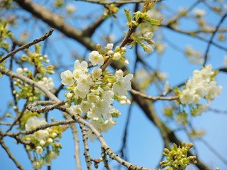 A close-up image of colourful Spring blossom.