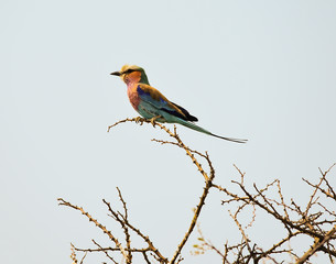 Gabelschwanzracke Vogel