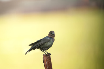 Fototapeta premium Brown-headed Cowbird eye contact