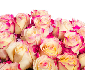 Pink and yellow roses background