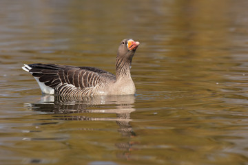 Greylag Goose, goose