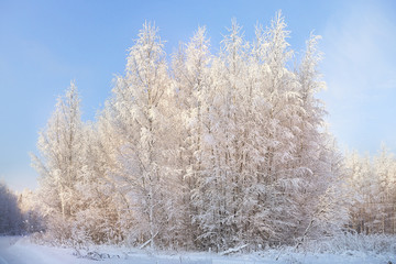 Obraz na płótnie Canvas texture dense birch forest in winter