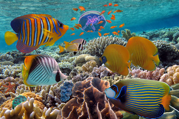 Naklejka premium Coral Reef and Tropical Fish iin the Red Sea, Egypt