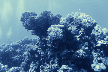 coral reef underwater photo