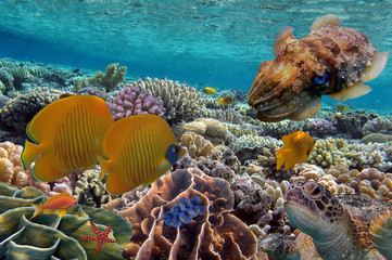 Coral Reef and Tropical Fish iin the Red Sea, Egypt