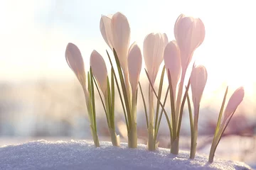 Fotobehang spring bouquet of flowers, white crocus snowdrops © kichigin19