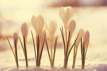 spring flowers, white crocus snowdrops sun rays