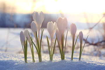 unusual tender spring white flowers