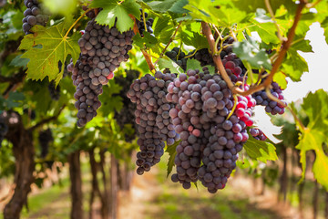 Rows of grapes in a vineyard